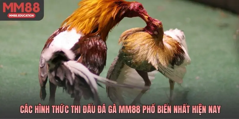 Các hình thức thi đấu đá gà MM88 phổ biến nhất hiện nay
