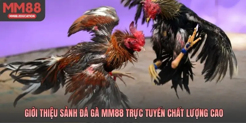 Giới thiệu sảnh đá gà MM88 trực tuyến chất lượng cao