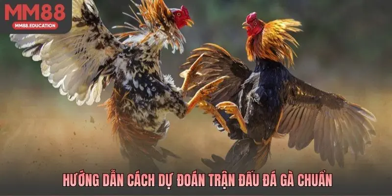 Hướng dẫn cách dự đoán trận đấu đá gà chuẩn